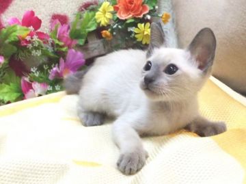 シャム(サイアミーズ)【北海道・男の子・2015年6月11日・ブルーポイント】の写真「究極の純血種☆愛情深さNo.1☆パパは年間優秀猫」