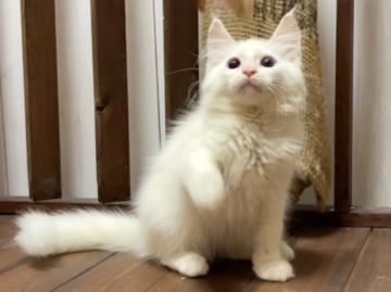 メインクーン【北海道・男の子・2021年12月15日・ホワイト】の写真「超脱力お風呂動画☆神メソッド猫☆東京仙台大阪福岡可」
