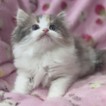 マンチカン(長足)【北海道・女の子・2024年8月23日・ダイリュートキャリコ（ロングヘア）】の写真「話題の神メソッドを動画でご紹介☆東京仙台愛知福岡可」