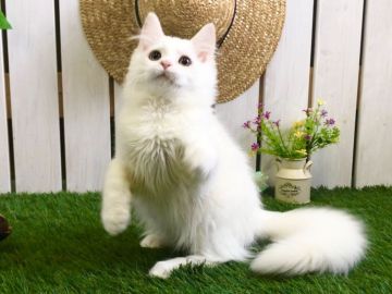 メインクーン【北海道・男の子・2019年1月14日・ホワイト】の写真「全身美しい白☆両親遺伝子検査済み☆神メソッド動画」