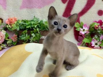 オリエンタルショートヘア【北海道・男の子・2015年6月11日・ラベンダー】の写真「究極の純血種☆愛情深さNo.1☆パパは年間優秀猫」