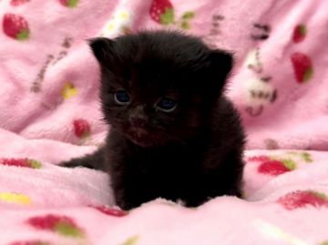 ボンベイ【北海道・男の子・2021年12月28日・ブラック】の写真「パパは最高位☆神メソッド☆東京仙台大阪福岡可☆」