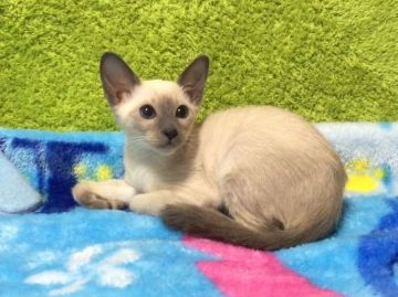 シャム(サイアミーズ)【北海道・女の子・2014年11月1日・ブルーポイント】の写真「究極の純血種☆愛情深さNo.1☆パパは年間優秀猫」