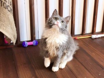 ラパーマ【北海道・女の子・2017年12月2日・ブルー&ホワイト（ロングヘア）】の写真「お手入れ簡単☆高級巻き毛の女の子」