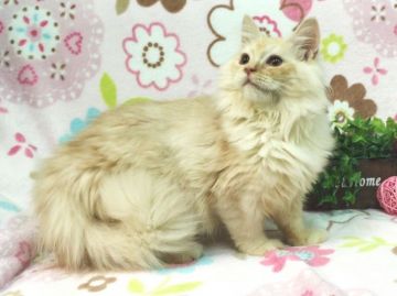 ラガマフィン【北海道・男の子・2015年11月1日・カメオ（ロングヘア）】の写真「理想的な愛玩猫☆パパはダブルチャンピオン」
