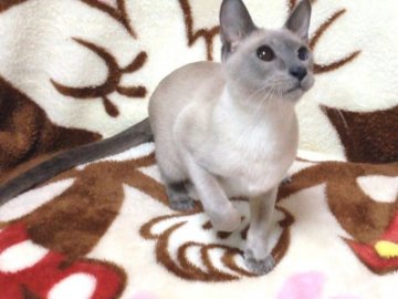 オリエンタルショートヘア【北海道・男の子・2014年2月18日・ブルーポイント】の写真「☆猫界の貴婦人☆激しく懐っこい★人の上に棲む猫」