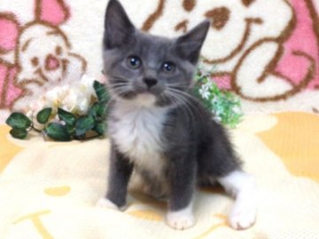 ミックス【北海道・男の子・2014年7月22日・ブルー&ホワイト（ショートヘア）】の写真「飼い主に従順なブルーの男の子」