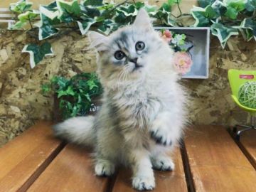 ミヌエット【北海道・男の子・2017年6月8日・チンチラシルバー（ロング）】の写真「長足ミヌエット☆みーくん☆ママは最高位」
