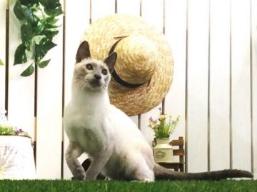 シャム(サイアミーズ)【北海道・男の子・2015年9月11日・ブルーポイント】の写真「究極の純血種☆愛情深さNo.1☆パパは年間優秀猫」