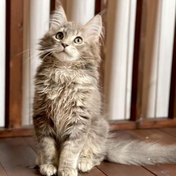 メインクーン【北海道・男の子・2022年5月22日・ブルータビー】の写真「神メソッド猫☆東京仙台大阪福岡可」