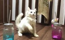 メインクーン【北海道・男の子・2018年6月19日・ホワイト】の写真1