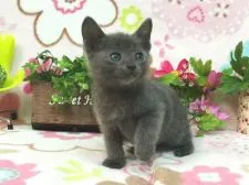 ロシアン×ペルシャ系【北海道・男の子・2016年3月28日・ブルー】の写真1