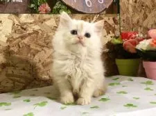 ミヌエット【北海道・女の子・2015年7月22日・シェルクリーム】の写真1「笑顔が素敵」