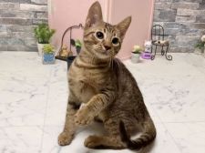 オシキャット