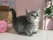 マンチカン【北海道・女の子・2017年11月5日・ブルーシルバータビー】の写真1「12月25日撮影」