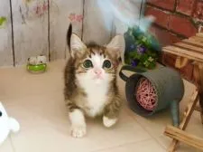 マンチカン(長足)【北海道・男の子・2018年7月26日・ブラウンスポッテッドタビー&ホワイト】の写真1