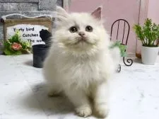 ラガマフィン【北海道・男の子・2018年1月22日・シェルクリームカメオ】の写真1「3月18日撮影」