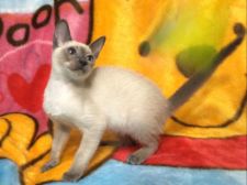 シャム(サイアミーズ)