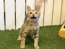 オシキャット【北海道・女の子・2021年4月16日・チョコレートスポッテッドタビー】の写真1