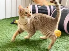 オシキャット【北海道・女の子・2019年7月16日・チョコレートスポッテッドタビー】の写真1「4月8日撮影」