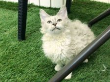ラパーマ