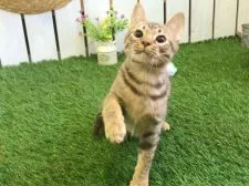 オシキャット【北海道・男の子・2019年1月5日・チョコレートスポッテッドタビー】の写真1