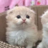 スコティッシュフォールド(折れ耳)【北海道・女の子・2022年11月2日・クリームタビー&ホワイト】の写真1「12月10日撮影」