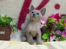 オリエンタルショートヘア【北海道・女の子・2015年6月11日・ブルーミンク】の写真2