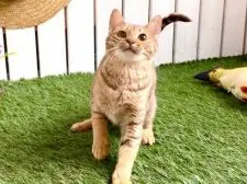 オシキャット【北海道・女の子・2019年7月16日・チョコレートスポッテッドタビー】の写真2