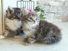 サイベリアン【北海道・男の子・2017年3月12日・ブルーシルバータビー】の写真2