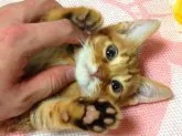 オシキャット【北海道・男の子・2014年4月15日・チョコレートスポテッドタビー】の写真2