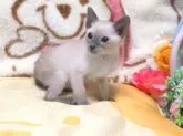 シャム(サイアミーズ)【北海道・女の子・2014年9月12日・ブルーポイント】の写真2