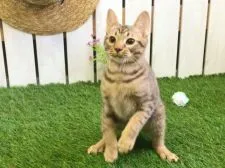 オシキャット【北海道・男の子・2019年1月5日・チョコレートスポッテッドタビー】の写真2