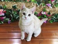 マンチカン【北海道・男の子・2015年5月12日・クリームスポッテッド】の写真2