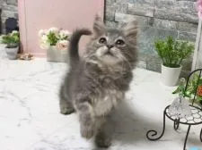 サイベリアン【北海道・女の子・2018年10月9日・ブルーパッチドタビー】の写真2