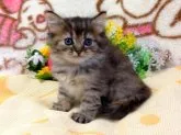 ナポレオン・キャット【北海道・女の子・2014年8月10日・ブラウンパッチドタビー】の写真2