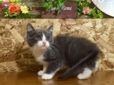 マンチカン【北海道・男の子・2015年7月11日・ブルー&ホワイト】の写真2