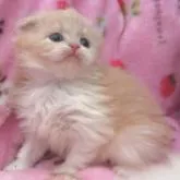 スコティッシュフォールド(折れ耳)【北海道・女の子・2022年11月2日・クリームタビー&ホワイト】の写真2