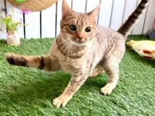 オシキャット【北海道・女の子・2019年7月16日・チョコレートスポッテッドタビー】の写真3