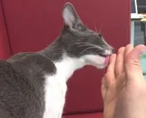 オリエンタルショートヘア【北海道・男の子・2015年1月15日・ブルー&ホワイト】の写真3「一日中甘えています♪」