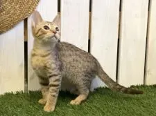 オシキャット【北海道・女の子・2021年4月16日・チョコレートスポッテッドタビー】の写真3