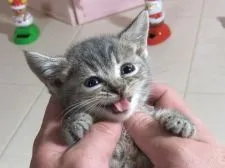 マンチカン【北海道・女の子・2017年11月5日・ブルーシルバータビー】の写真3