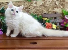 ミヌエット【北海道・女の子・2015年7月22日・シェルクリーム】の写真3「美しいシェルクリーム」