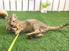 オシキャット【北海道・男の子・2019年1月5日・チョコレートスポッテッドタビー】の写真3