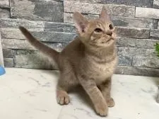 オシキャット【北海道・男の子・2021年4月16日・ラベンダースポッテッドタビー】の写真4