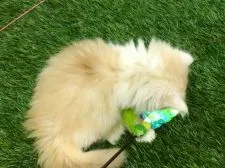 マンチカン(長足)【北海道・男の子・2019年9月10日・カメオタビー&ホワイト】の写真4