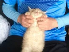 メインクーン【北海道・男の子・2019年1月14日・クリームタビー】の写真4