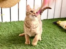 オシキャット【北海道・女の子・2019年7月16日・チョコレートスポッテッドタビー】の写真4