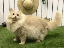 サイベリアン【北海道・女の子・2018年10月9日・ブルーパッチドタビー】の写真4「パパ猫のウェンプくん」