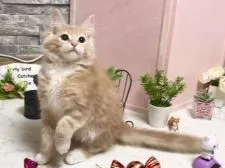 メインクーン【北海道・男の子・2019年1月14日・クリームタビー】の写真5「同じ両親から生まれたお兄さん」